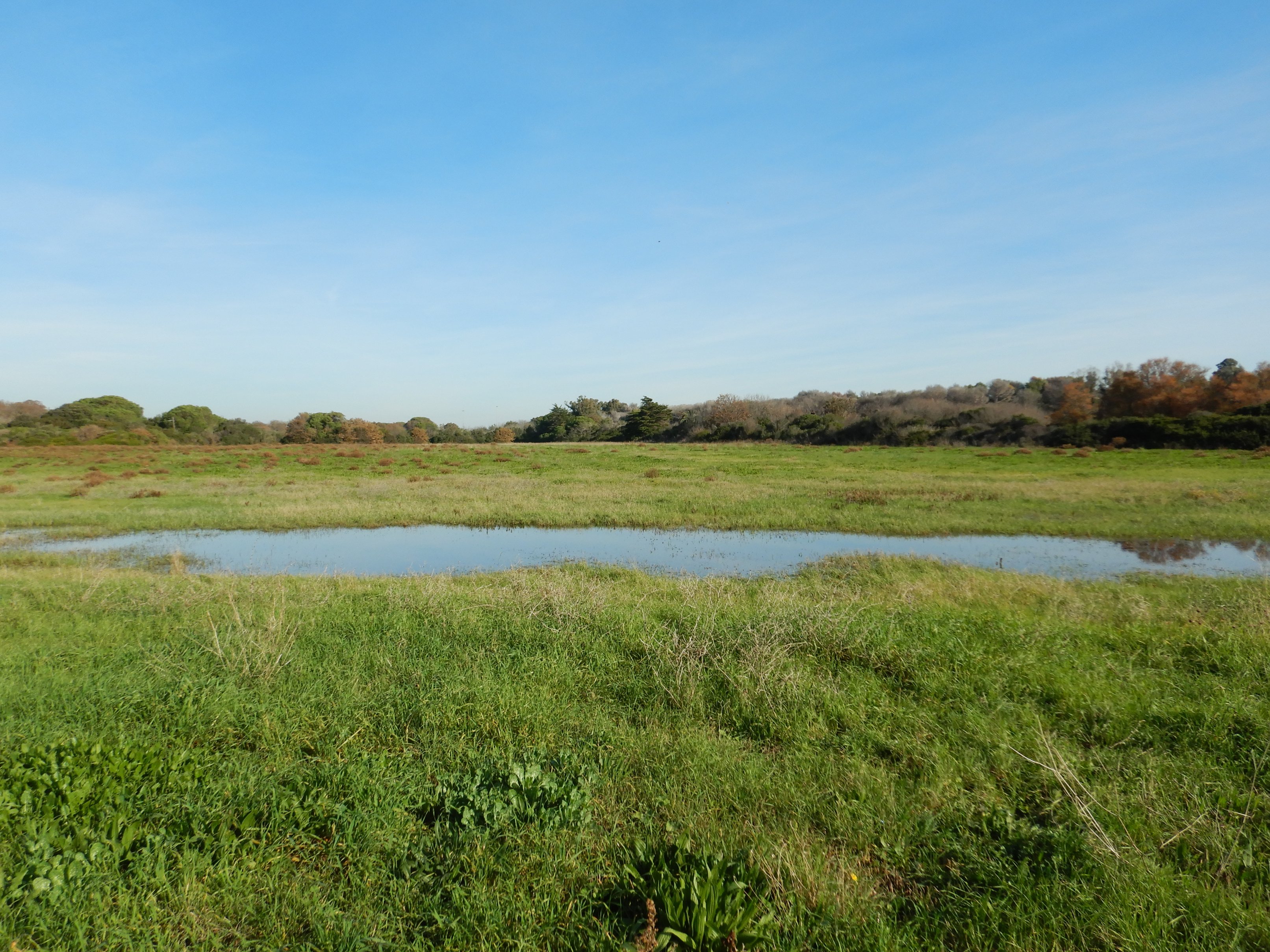 Winter stage of temporary ponds in Palo Laziale